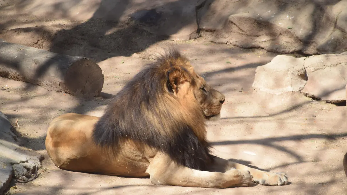 F CARMONA ANIMALES EN EXTINSION ZOO (8)